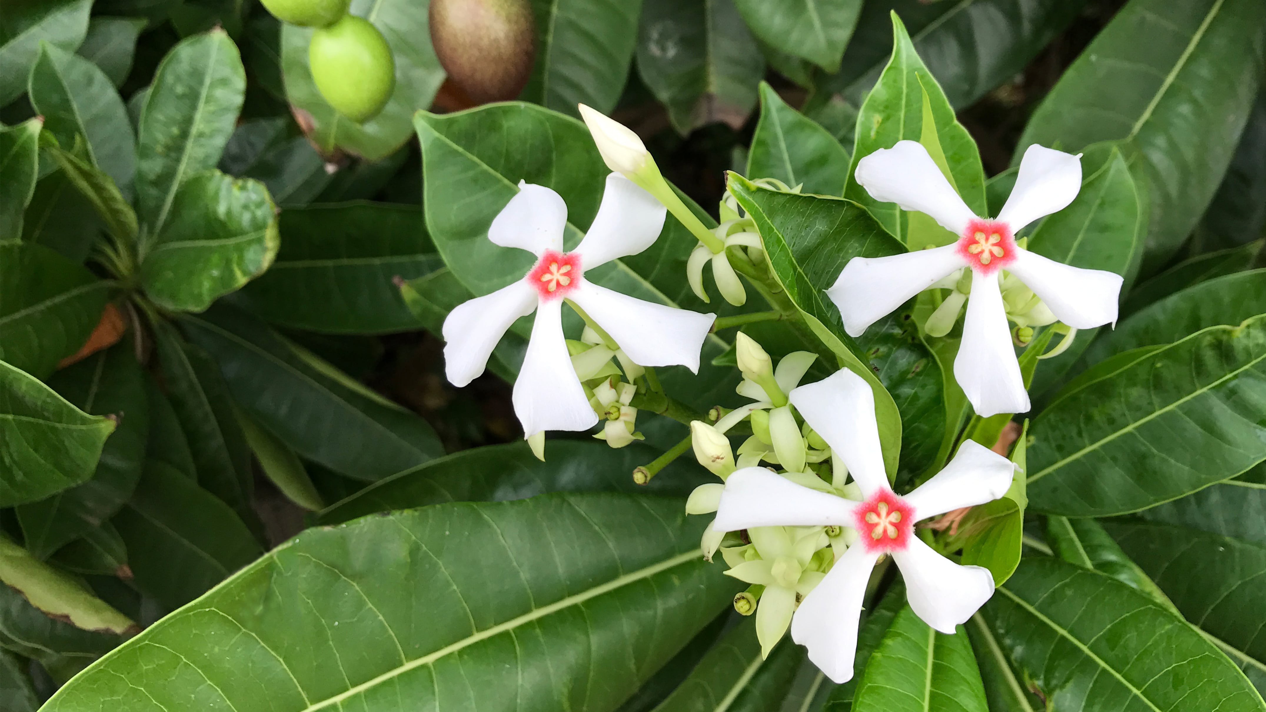 沖縄の白い花「オキナワキョウチクトウ」