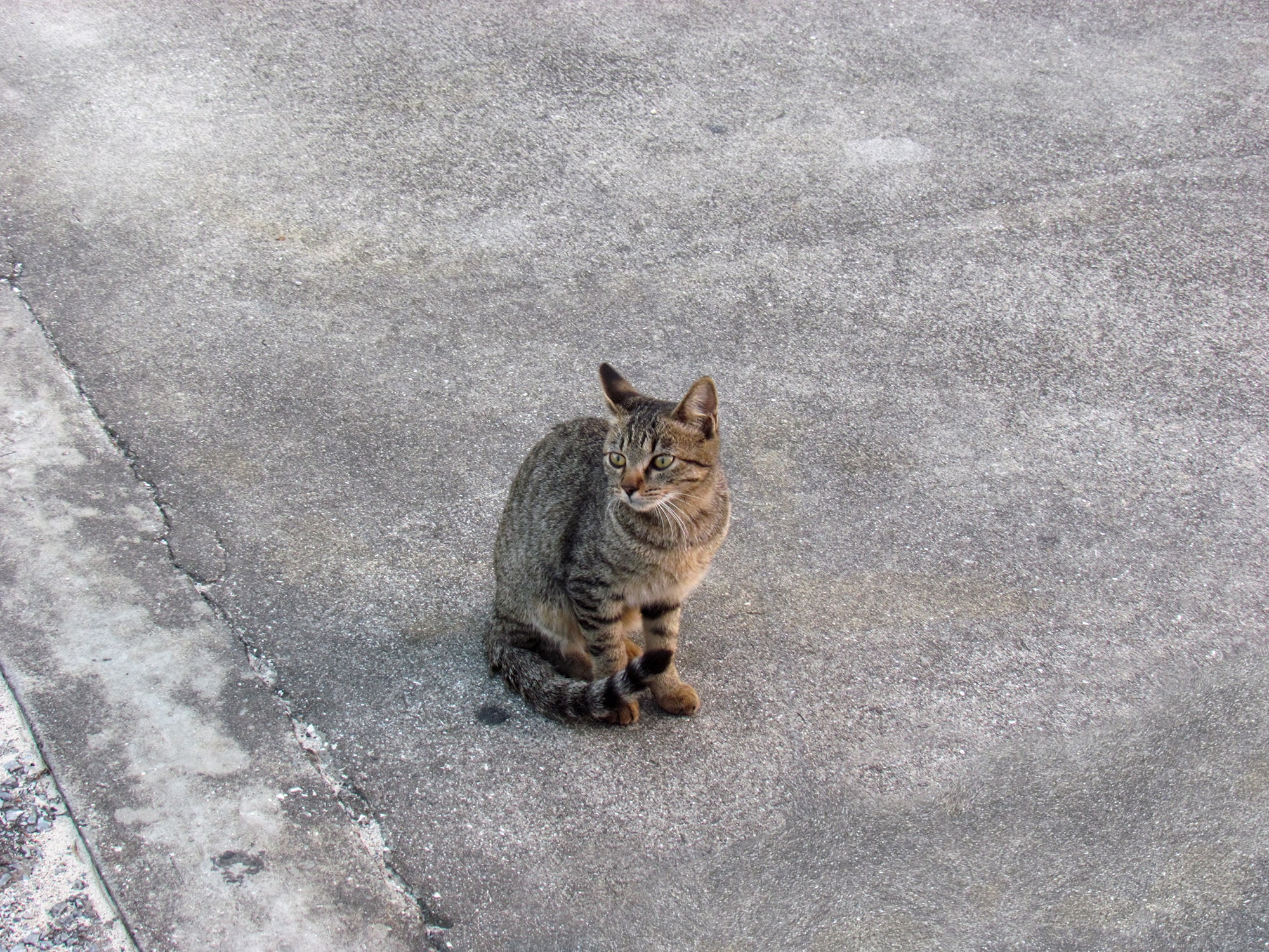 島で見かけた猫