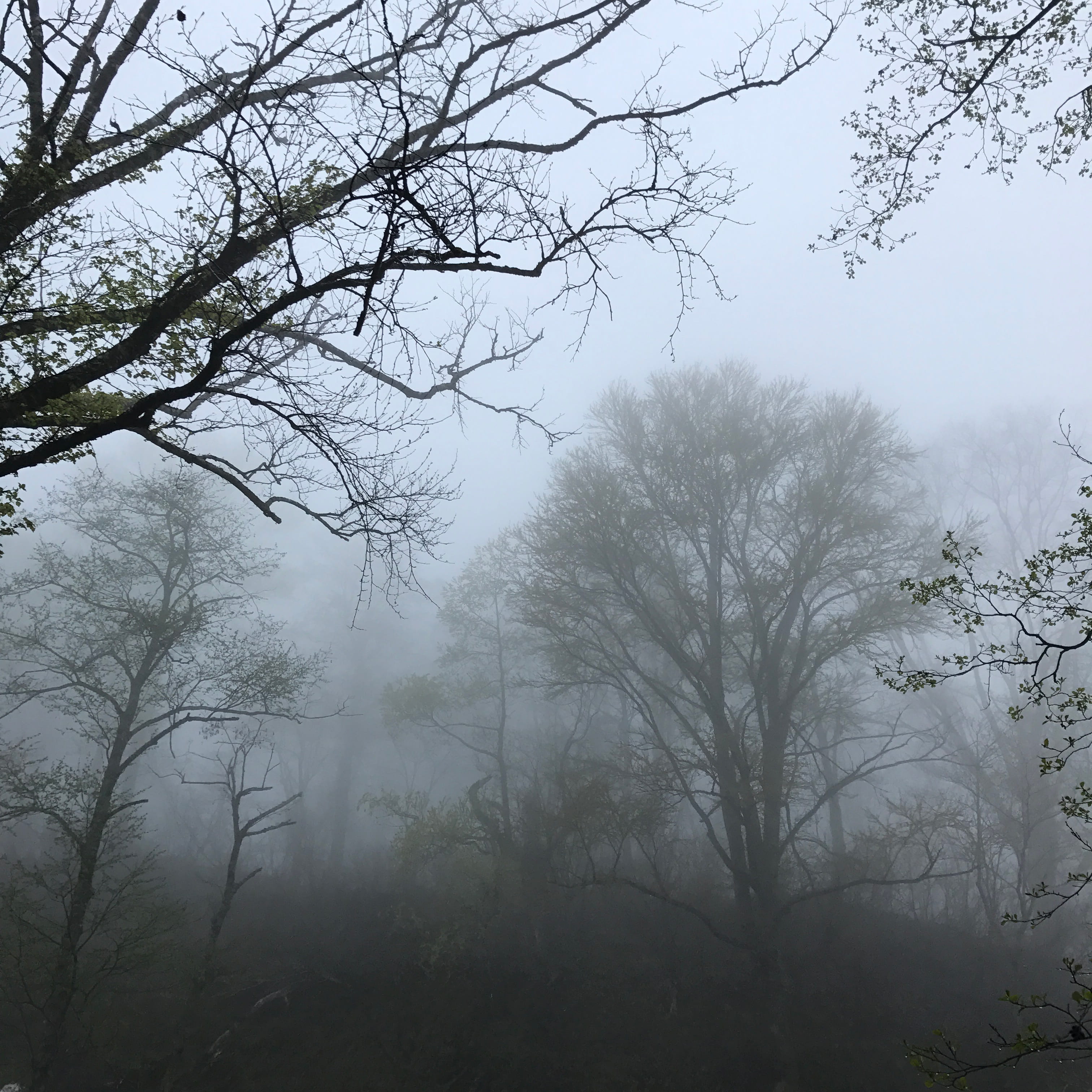 霧に包まれた幻想的な森